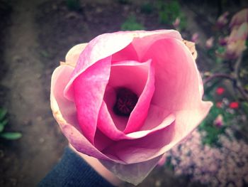 Close-up of pink rose