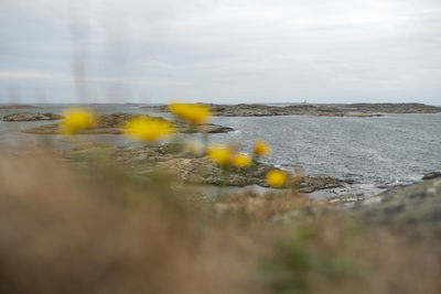 Close-up of yellow flowers on land against sea