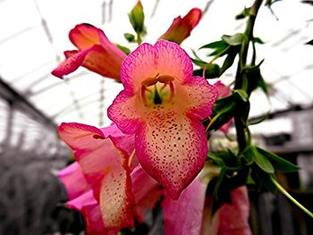 Close-up of pink flowers