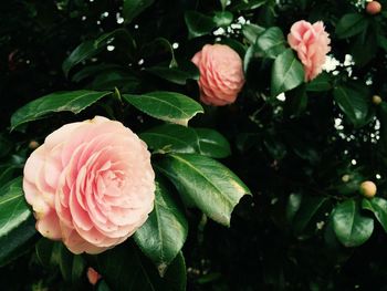 Close-up of pink rose