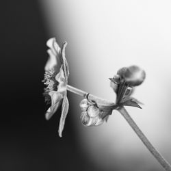 Close-up of flowers