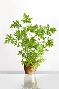 Close-up of potted plant against white background