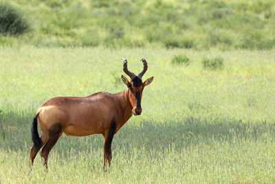 Side view of horse standing on field