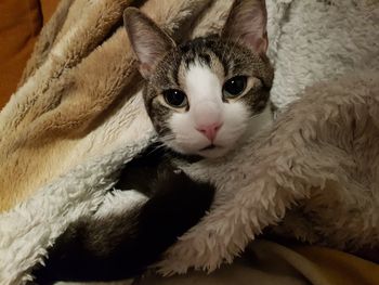 Close-up portrait of a cat