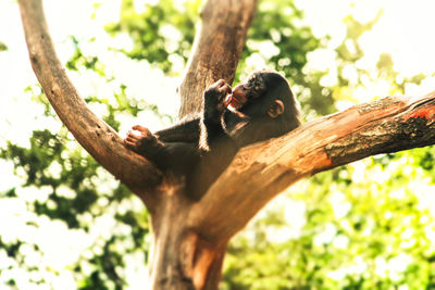 Low angle view of monkey on tree