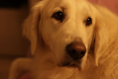 Close-up portrait of dog