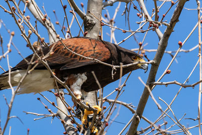 Low angle view of hawk perching on bare tree against clear blue sky