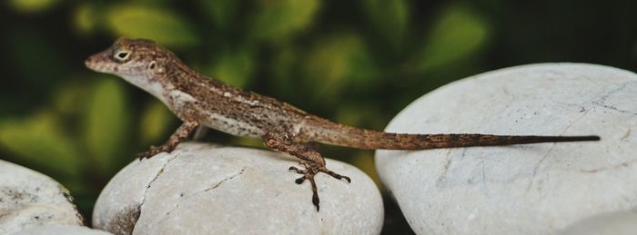 Close-up of lizard