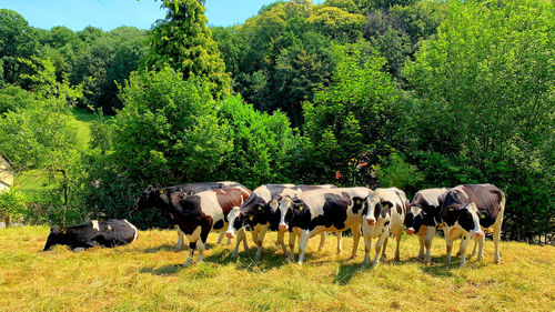 Horses in a field