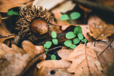 Close-up of dry leaves on wood