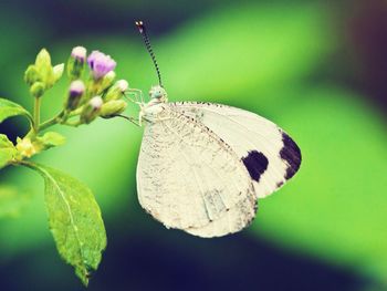 Close-up of butterfly on flower