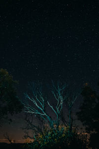 Silhouette trees against star field at night