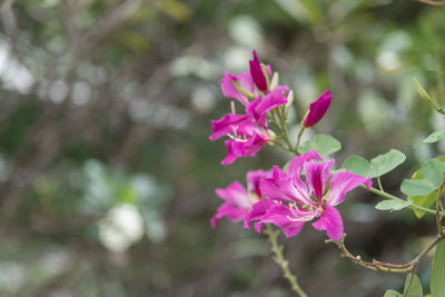 Close-up of pink flowers blooming outdoors