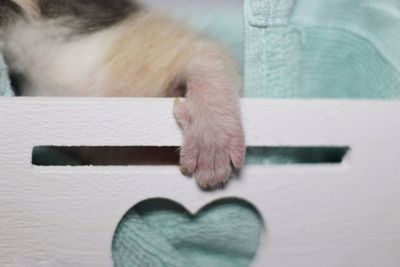 Close-up of a cat sleeping on floor