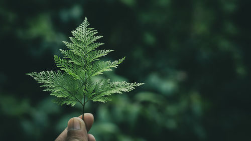 Close-up of hand holding plant