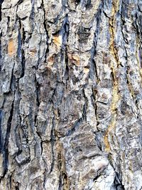 Full frame shot of tree trunk