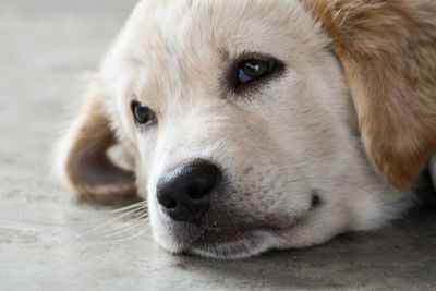 Close-up portrait of dog