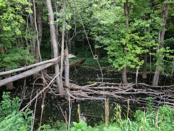 Trees in forest