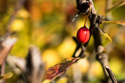 Close-up of berries growing on tree