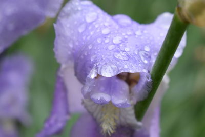 Close-up of water drops on purple flower