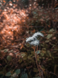 Close-up of frozen flower on field