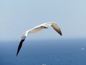 Seagull flying over sea against clear sky