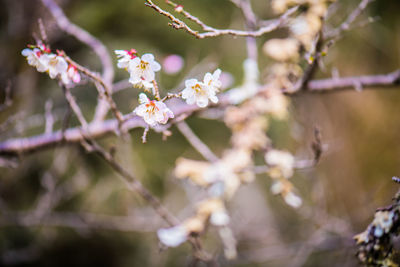 Close-up of cherry blossom on tree