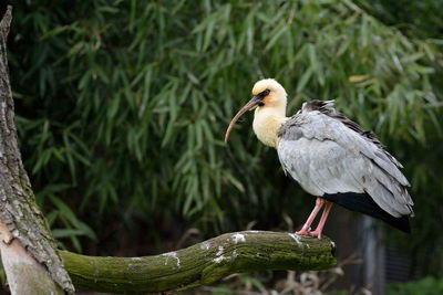 Bird perching on branch