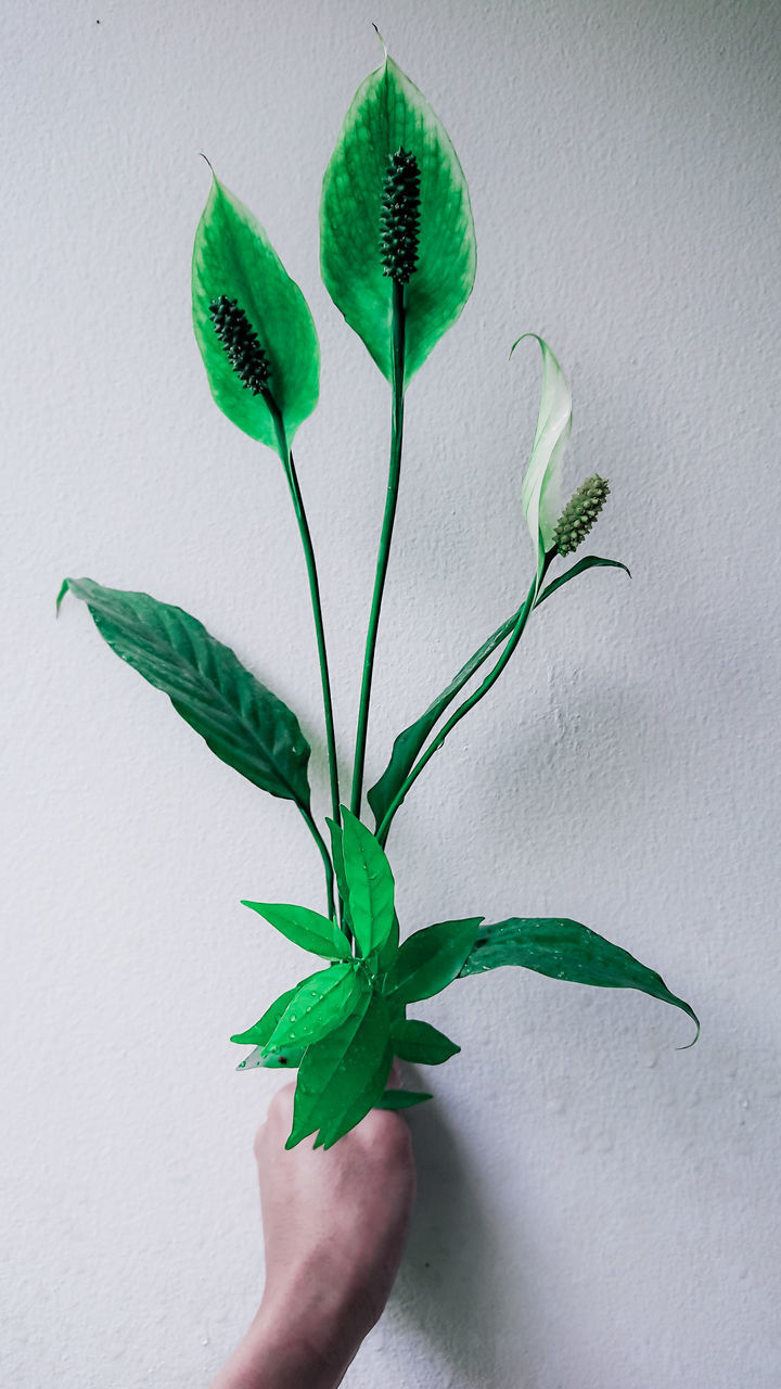 CLOSE-UP OF PERSON HOLDING LEAF AGAINST WHITE BACKGROUND