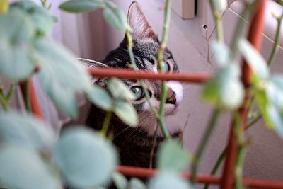 Close-up of cat on plant