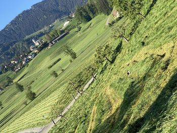 High angle view of agricultural field