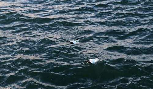 High angle view of seagull swimming in sea