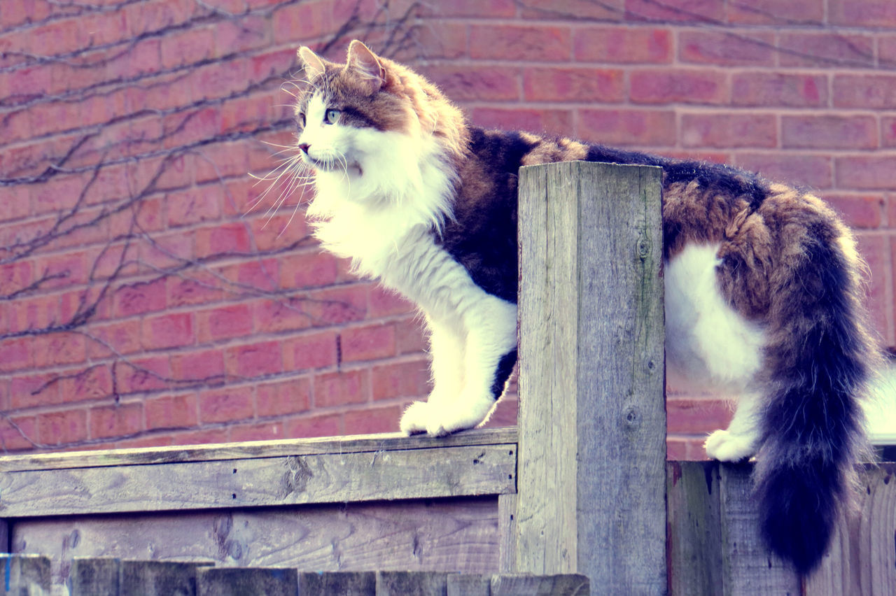 CAT ON BRICK WALL OUTDOORS