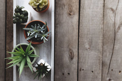 Assorted cacti, cactus and succulents on gray concrete stand on wooden background. gardening hobby