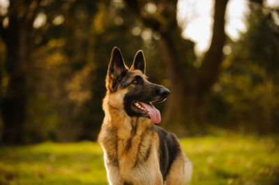 German shepherd sticking out tongue while looking away