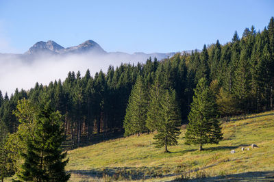 Pine trees in forest against sky