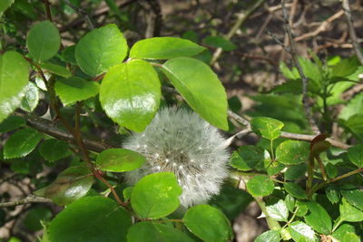 Close-up of white flowering plant