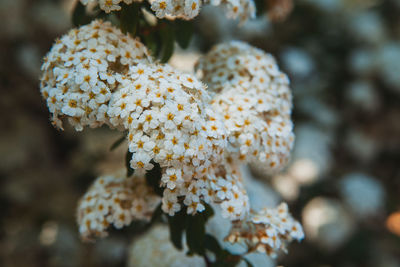 Close-up of white flowering plant