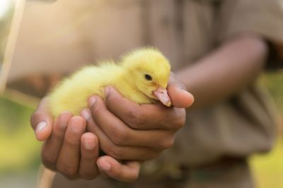 Close-up of a hand holding a bird