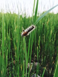 Close-up of insect on grass