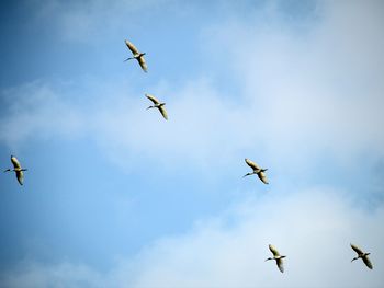 Low angle view of birds flying in sky