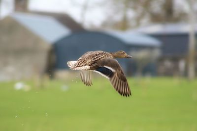 Mallard duck flying in mid-air
