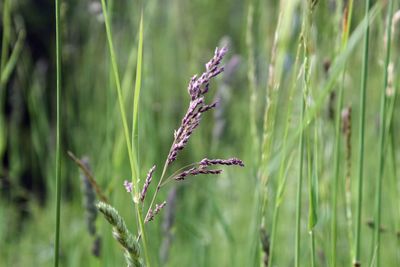 Close-up of purple grass plant on field