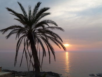 Palm tree by sea against sky during sunset