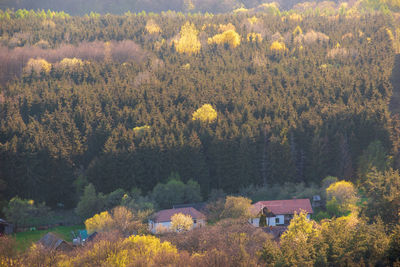 View of pine trees in forest during autumn