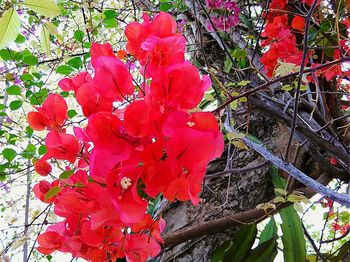 Close-up of red flowers