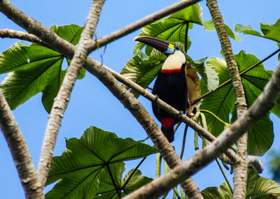 Low angle view of parrot perching on tree