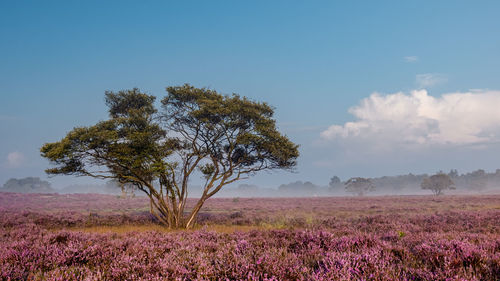 Scenic view of flowering plants on field against sky