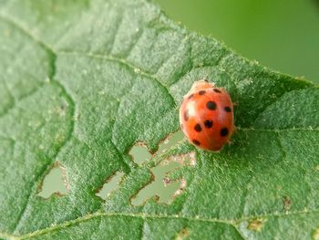 Close-up of ladybug on leaf