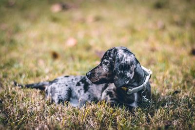 Black dog relaxing on field